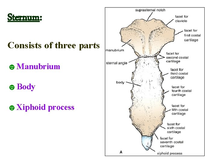 Sternum: Consists of three parts ☻Manubrium ☻Body ☻Xiphoid process  Sternum: Consists of three parts ☻Manubrium ☻Body ☻Xiphoid process