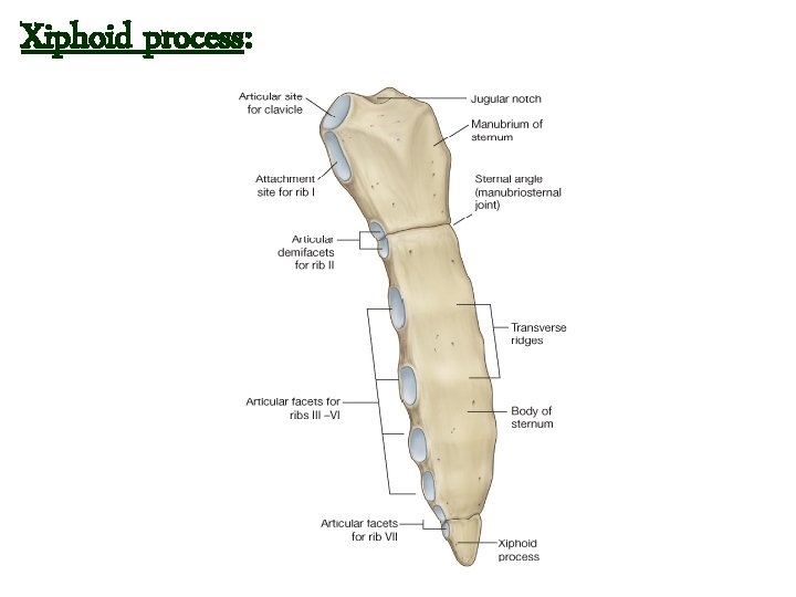 Xiphoid process:  Xiphoid process: