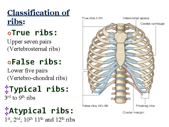Classification of ribs: ☼True ribs: Upper seven pairs (Vertebrosternal ribs) ☼False ribs: Lower five Classification of ribs: ☼True ribs: Upper seven pairs (Vertebrosternal ribs) ☼False ribs: Lower five