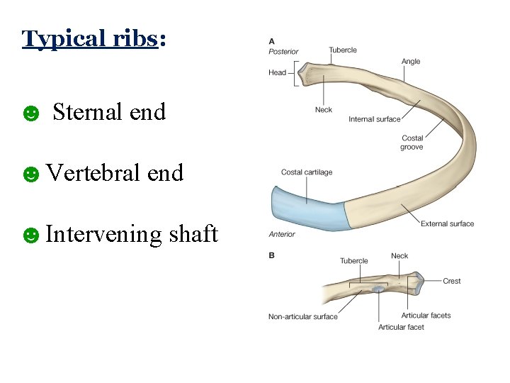 Typical ribs: ☻ Sternal end ☻Vertebral end ☻Intervening shaft  Typical ribs: ☻ Sternal end ☻Vertebral end ☻Intervening shaft