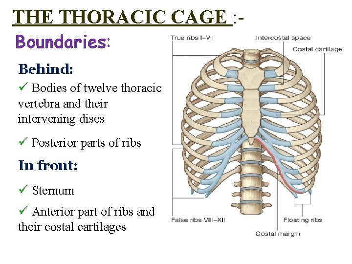 THE THORACIC CAGE : Boundaries: Behind: ü Bodies of twelve thoracic vertebra and their THE THORACIC CAGE : Boundaries: Behind: ü Bodies of twelve thoracic vertebra and their