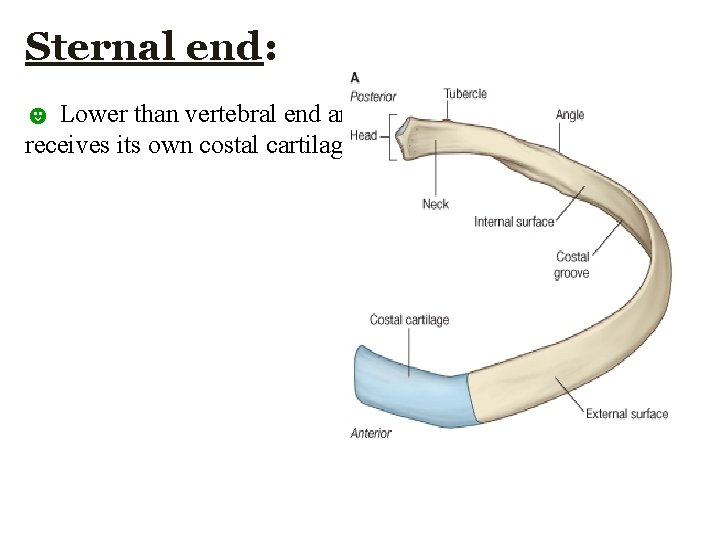 Sternal end: ☻ Lower than vertebral end and receives its own costal cartilage  Sternal end: ☻ Lower than vertebral end and receives its own costal cartilage
