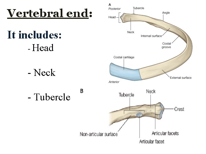 Vertebral end: It includes: - Head - Neck - Tubercle  Vertebral end: It includes: - Head - Neck - Tubercle