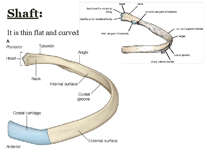 Shaft: It is thin flat and curved  Shaft: It is thin flat and curved