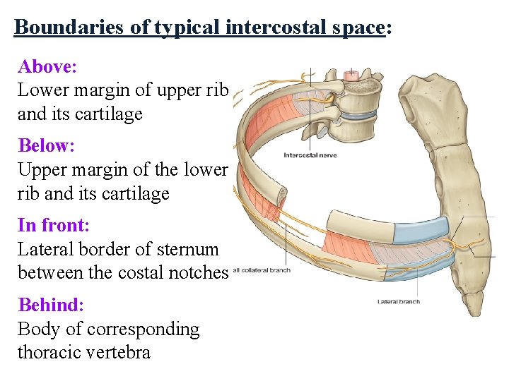 Boundaries of typical intercostal space: Above: Lower margin of upper rib and its cartilage Boundaries of typical intercostal space: Above: Lower margin of upper rib and its cartilage