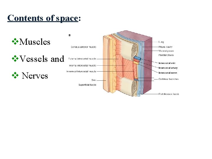 Contents of space: v. Muscles v. Vessels and v Nerves  Contents of space: v. Muscles v. Vessels and v Nerves