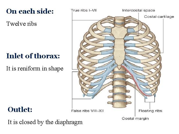 On each side: Twelve ribs Inlet of thorax: It is reniform in shape Outlet: On each side: Twelve ribs Inlet of thorax: It is reniform in shape Outlet: