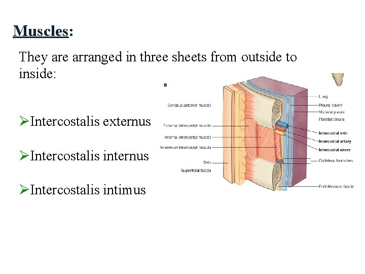 Muscles: They are arranged in three sheets from outside to inside: ØIntercostalis externus ØIntercostalis Muscles: They are arranged in three sheets from outside to inside: ØIntercostalis externus ØIntercostalis