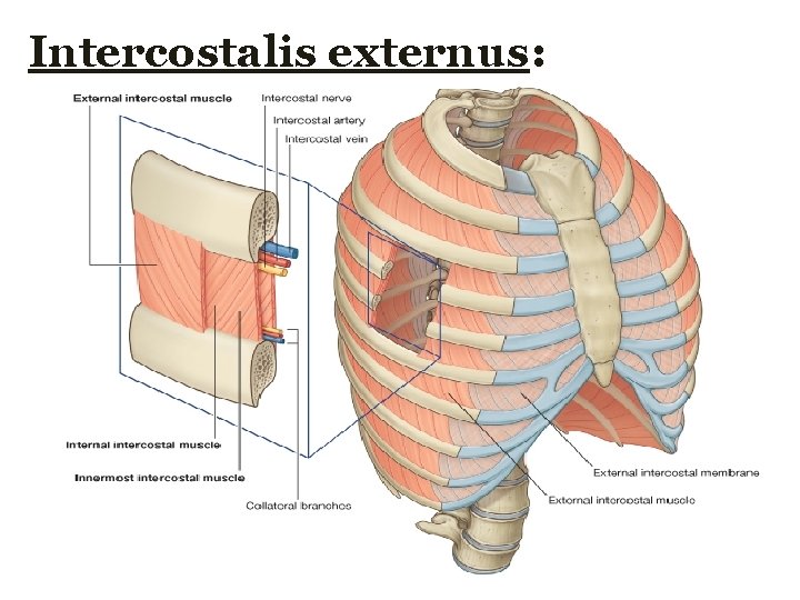 Intercostalis externus:  Intercostalis externus: