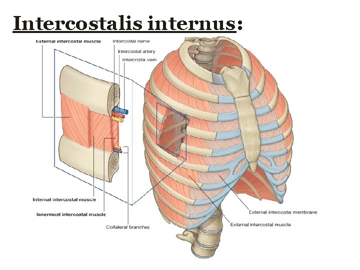 Intercostalis internus:  Intercostalis internus: