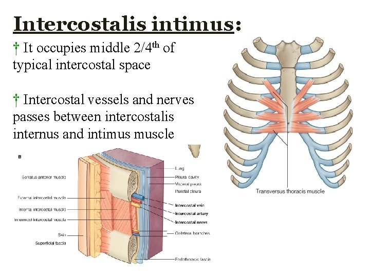 Intercostalis intimus: † It occupies middle 2/4 th of typical intercostal space † Intercostal Intercostalis intimus: † It occupies middle 2/4 th of typical intercostal space † Intercostal