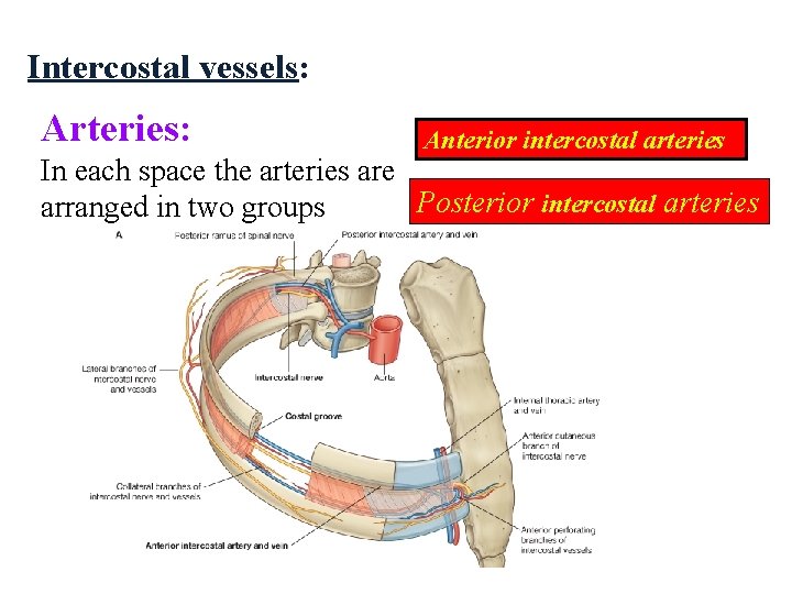 Intercostal vessels: Arteries: Anterior intercostal arteries In each space the arteries are Posterior intercostal Intercostal vessels: Arteries: Anterior intercostal arteries In each space the arteries are Posterior intercostal