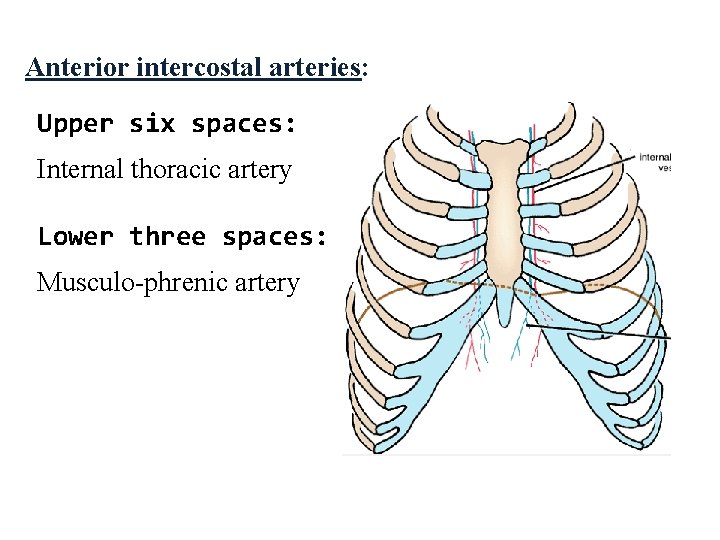 Anterior intercostal arteries: Upper six spaces: Internal thoracic artery Lower three spaces: Musculo-phrenic artery Anterior intercostal arteries: Upper six spaces: Internal thoracic artery Lower three spaces: Musculo-phrenic artery