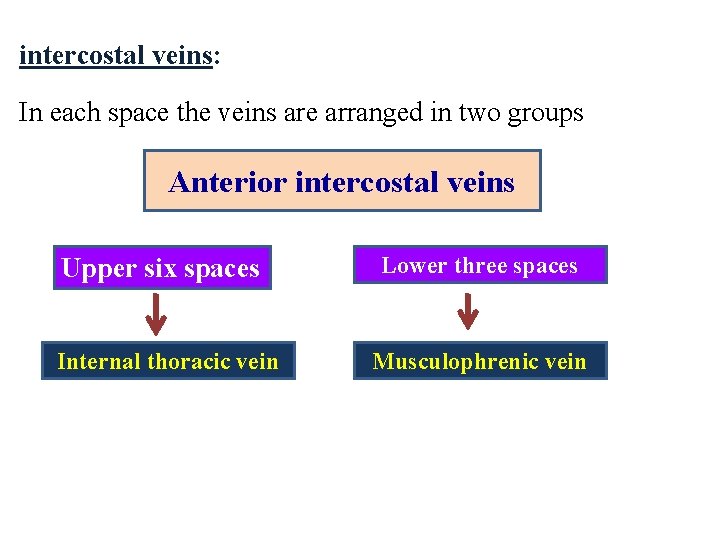 intercostal veins: In each space the veins are arranged in two groups Anterior intercostal intercostal veins: In each space the veins are arranged in two groups Anterior intercostal