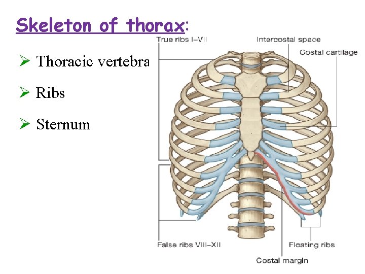 Skeleton of thorax: Ø Thoracic vertebra Ø Ribs Ø Sternum  Skeleton of thorax: Ø Thoracic vertebra Ø Ribs Ø Sternum