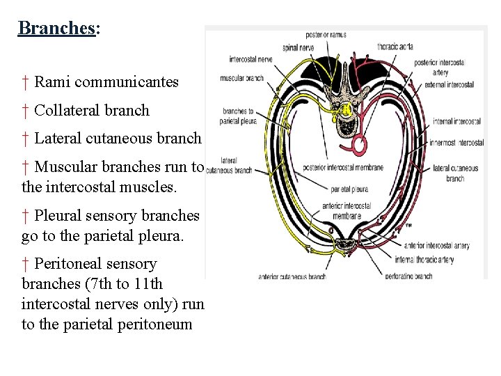 Branches: † Rami communicantes † Collateral branch † Lateral cutaneous branch † Muscular branches Branches: † Rami communicantes † Collateral branch † Lateral cutaneous branch † Muscular branches