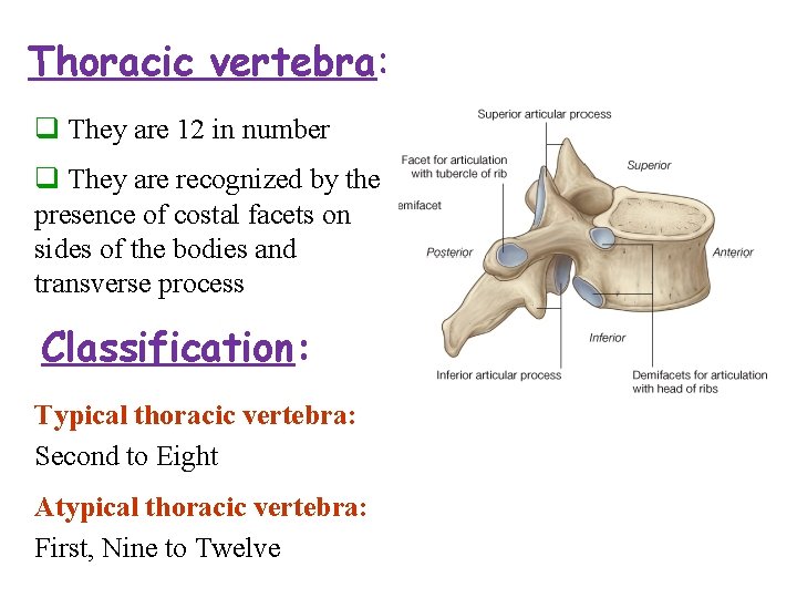 Thoracic vertebra: q They are 12 in number q They are recognized by the Thoracic vertebra: q They are 12 in number q They are recognized by the