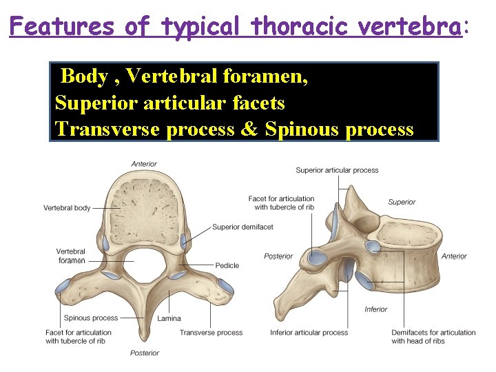 Features of typical thoracic vertebra: Body , Vertebral foramen, Superior articular facets Transverse process Features of typical thoracic vertebra: Body , Vertebral foramen, Superior articular facets Transverse process