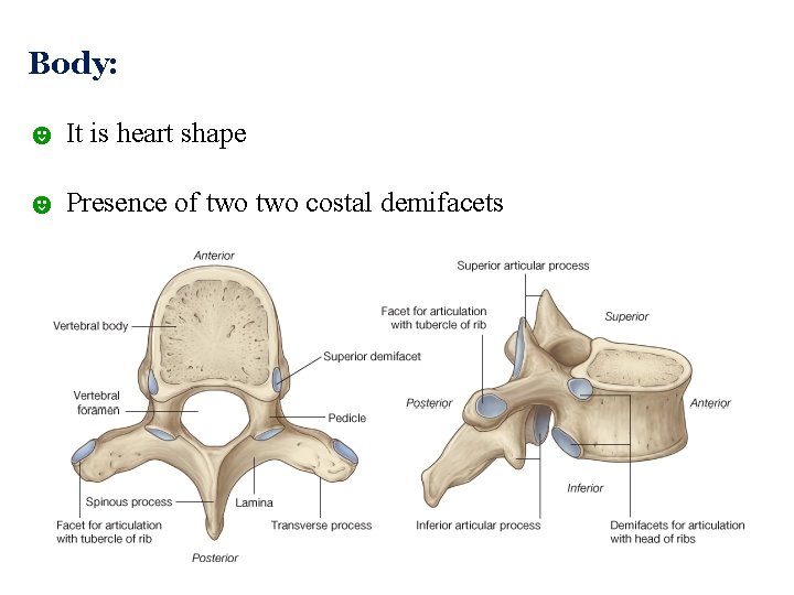 Body: ☻ It is heart shape ☻ Presence of two costal demifacets  Body: ☻ It is heart shape ☻ Presence of two costal demifacets