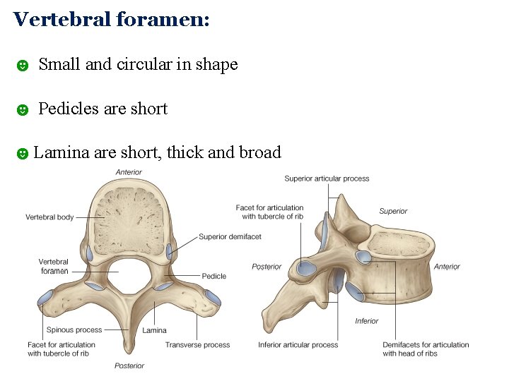 Vertebral foramen: ☻ Small and circular in shape ☻ Pedicles are short ☻Lamina are Vertebral foramen: ☻ Small and circular in shape ☻ Pedicles are short ☻Lamina are