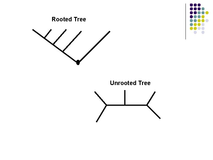 Rooted Tree Unrooted Tree  Rooted Tree Unrooted Tree