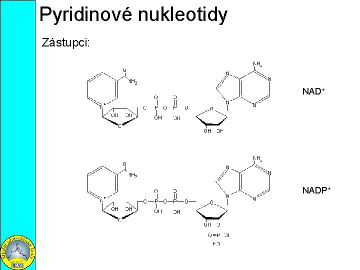 Pyridinové nukleotidy Zástupci: NAD+ NADP+ 