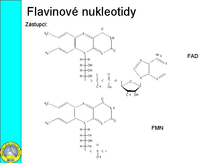 Flavinové nukleotidy Zástupci: FAD FMN 