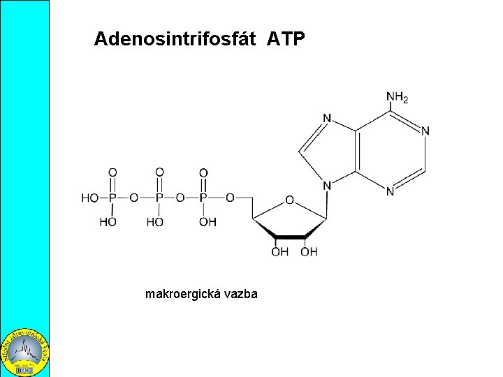 Adenosintrifosfát ATP makroergická vazba 