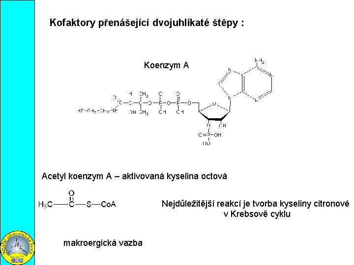 Kofaktory přenášející dvojuhlíkaté štěpy : Koenzym A Acetyl koenzym A – aktivovaná kyselina octová