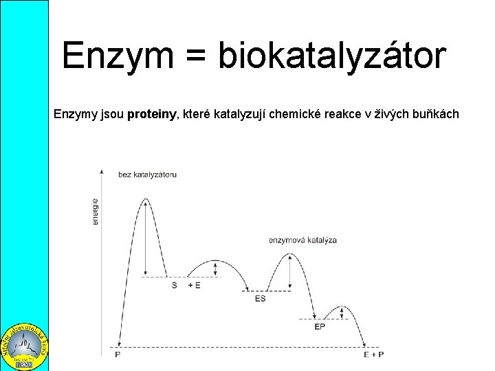 Enzym = biokatalyzátor Enzymy jsou proteiny, které katalyzují chemické reakce v živých buňkách 