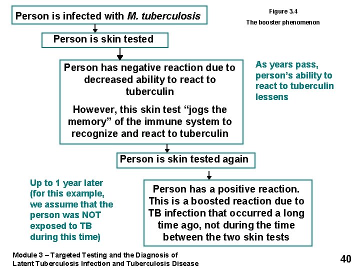Person is infected with M. tuberculosis Figure 3. 4 The booster phenomenon Person is