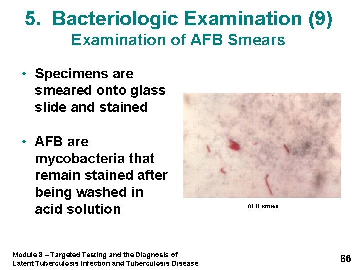 5. Bacteriologic Examination (9) Examination of AFB Smears • Specimens are smeared onto glass