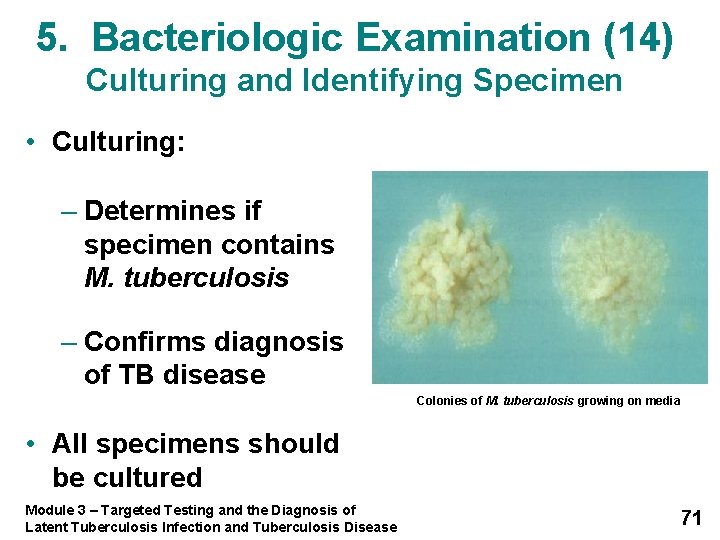 5. Bacteriologic Examination (14) Culturing and Identifying Specimen • Culturing: – Determines if specimen