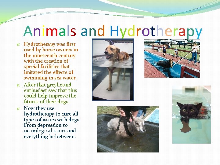 Animals and Hydrotherapy α Hydrotherapy was first used by horse owners in the nineteenth