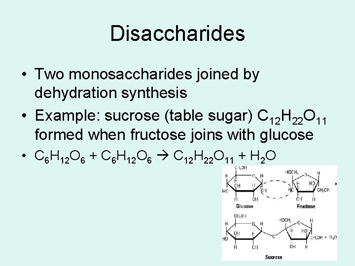 Disaccharides • Two monosaccharides joined by dehydration synthesis • Example: sucrose (table sugar) C Disaccharides • Two monosaccharides joined by dehydration synthesis • Example: sucrose (table sugar) C