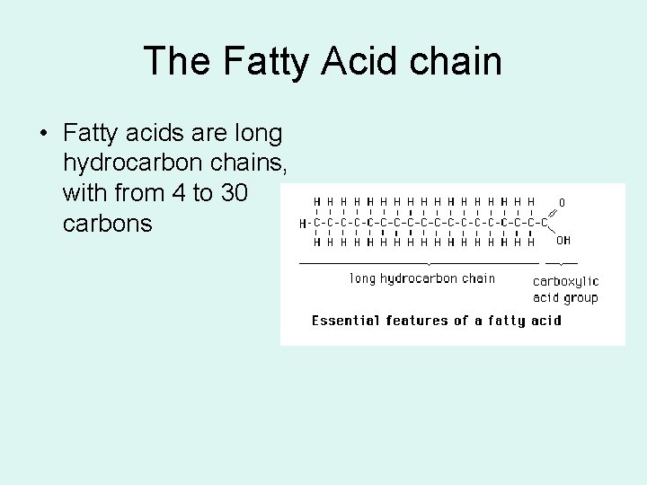 The Fatty Acid chain • Fatty acids are long hydrocarbon chains, with from 4 The Fatty Acid chain • Fatty acids are long hydrocarbon chains, with from 4