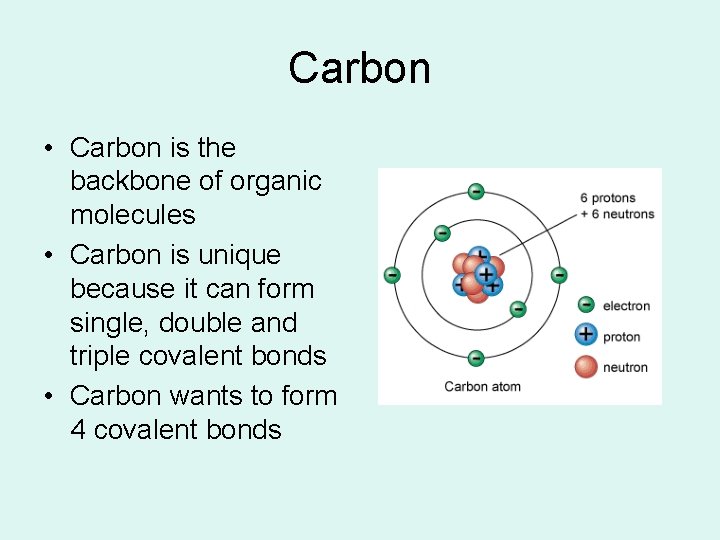 Carbon • Carbon is the backbone of organic molecules • Carbon is unique because Carbon • Carbon is the backbone of organic molecules • Carbon is unique because
