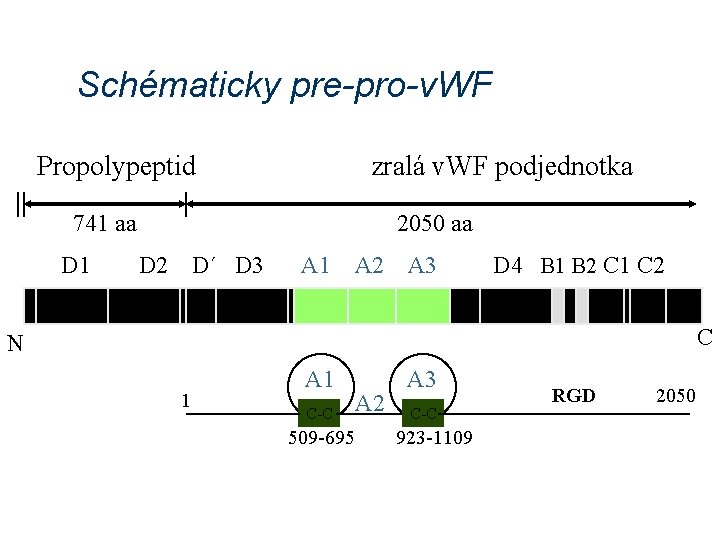 Schématicky pre-pro-v. WF Propolypeptid zralá v. WF podjednotka 741 aa D 1 2050 aa