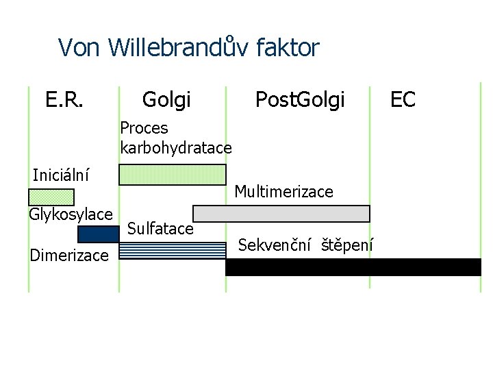 Von Willebrandův faktor E. R. Golgi Post. Golgi Proces karbohydratace Iniciální Glykosylace Dimerizace Multimerizace