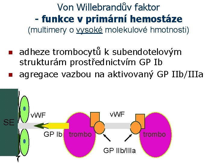 Von Willebrandův faktor - funkce v primární hemostáze (multimery o vysoké molekulové hmotnosti) n