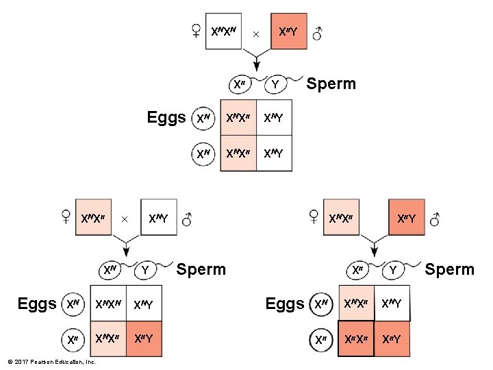 X NX N Eggs X NX n Eggs × Xn Y XN X NX