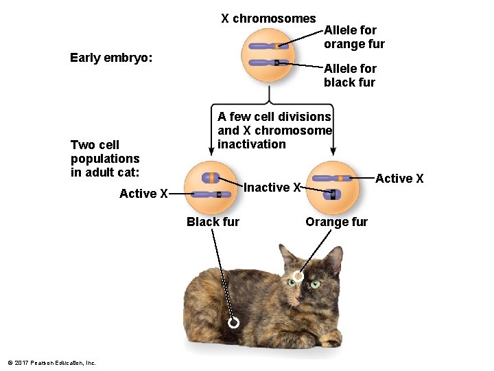 X chromosomes Early embryo: Two cell populations in adult cat: Allele for black fur
