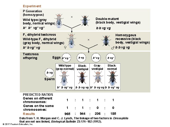 Experiment P Generation (homozygous) × Wild type (gray body, normal wings) b+ b+ vg+