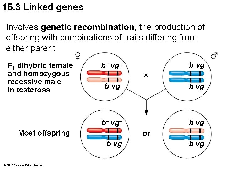 15. 3 Linked genes Involves genetic recombination, the production of offspring with combinations of