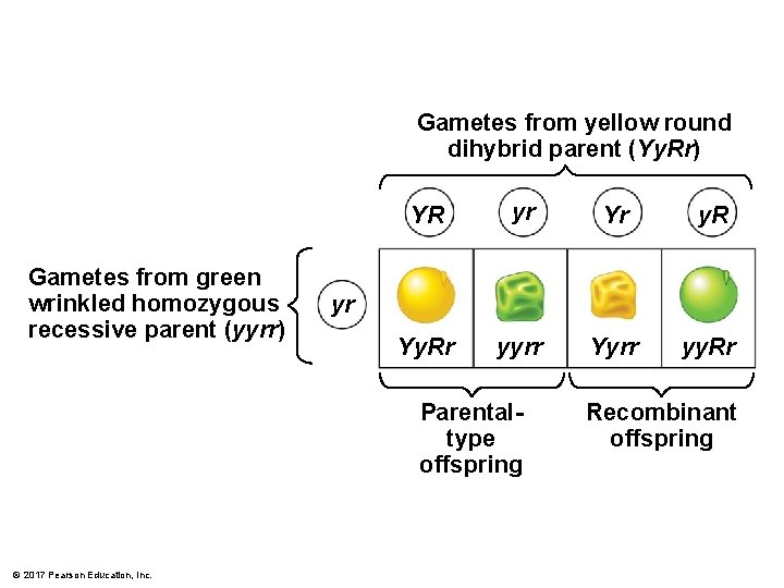 Gametes from yellow round dihybrid parent (Yy. Rr) Gametes from green wrinkled homozygous recessive