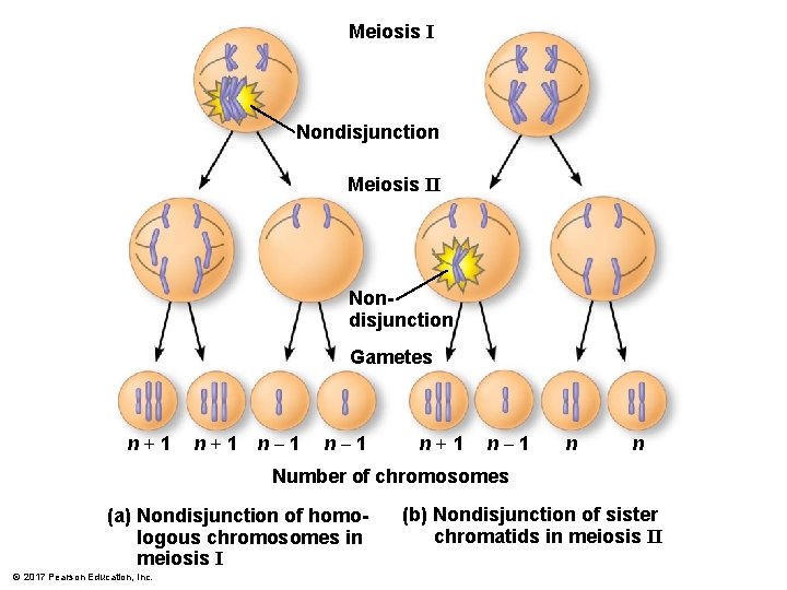 Meiosis I Nondisjunction Meiosis II Nondisjunction Gametes n+1 n– 1 n n Number of