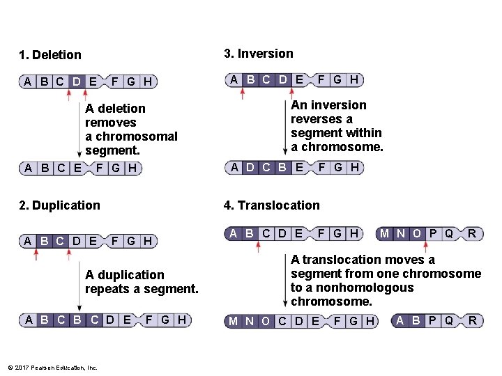 3. Inversion 1. Deletion A B C D E F G H A deletion