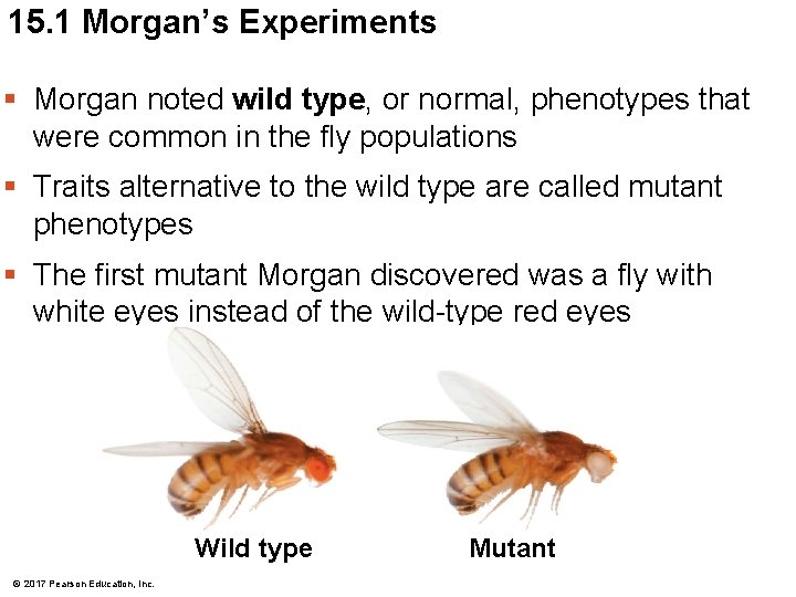 15. 1 Morgan’s Experiments § Morgan noted wild type, or normal, phenotypes that were