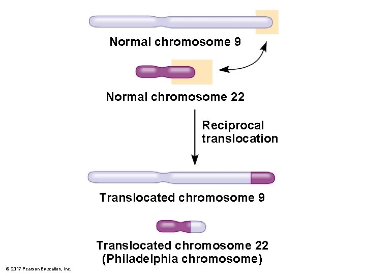 Normal chromosome 9 Normal chromosome 22 Reciprocal translocation Translocated chromosome 9 Translocated chromosome 22