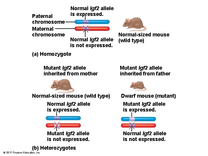 Paternal chromosome Maternal chromosome Normal Igf 2 allele is expressed. Normal Igf 2 allele